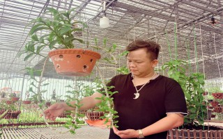 Phú Xuyên - Hà Nội: Chàng trai Nguyễn Đăng Ghin thành công từ thú chơi hoa lan tao nhã và tinh tế
